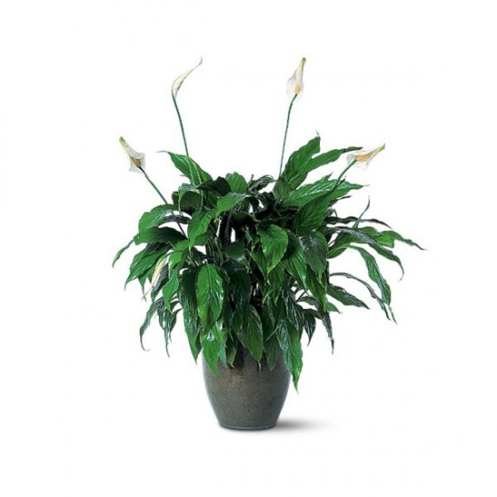 Le plant de Spathiphyllum